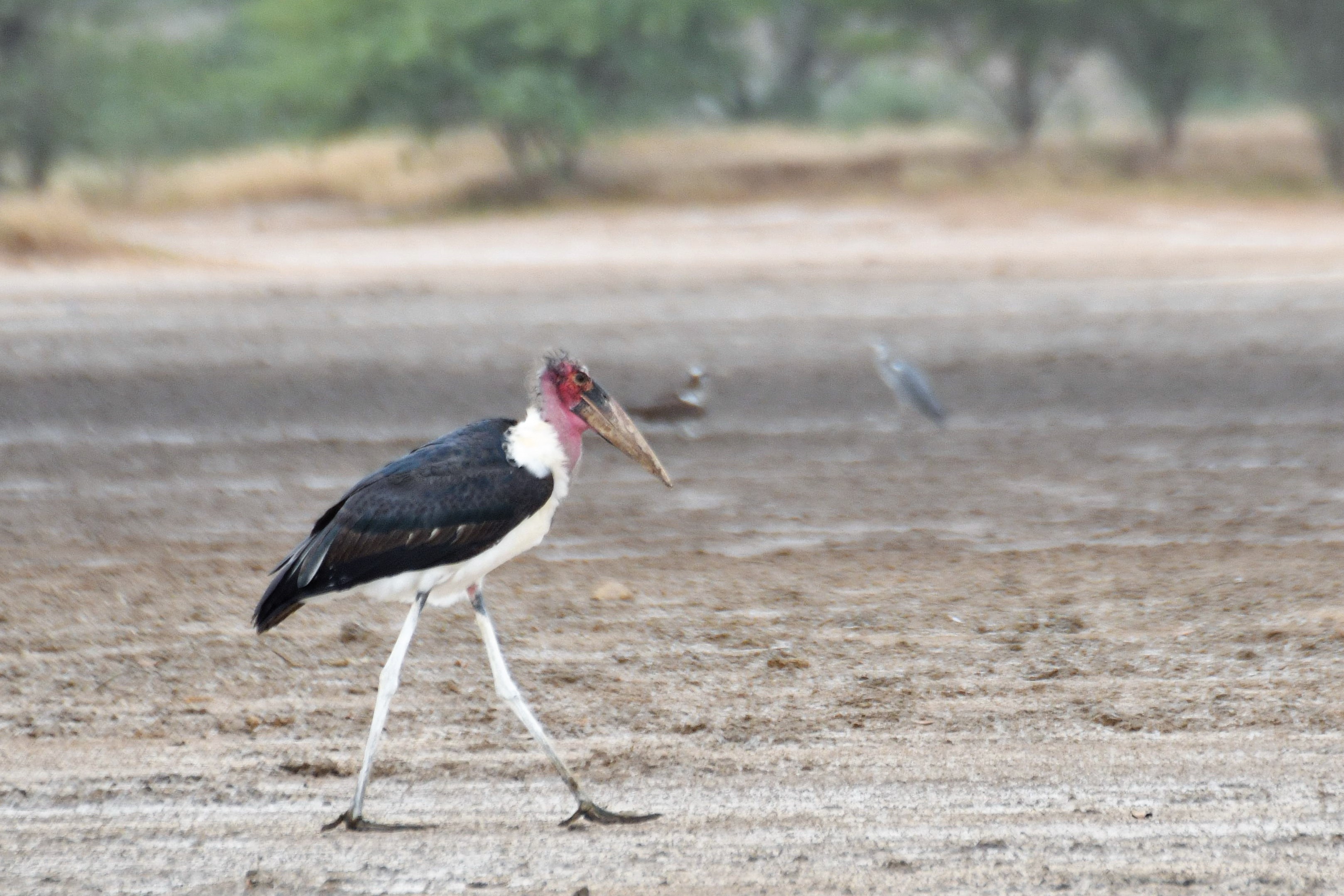Marabout d'Afrique (Marabou Stork, Leptoptilos Crumenifer).